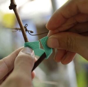 δετικό δέντρων/φυτών VELCRO 1,5cm x10m